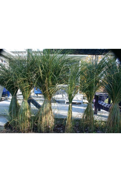 Китайська срібляста трава Грацілімус в ландшафтному дизайні