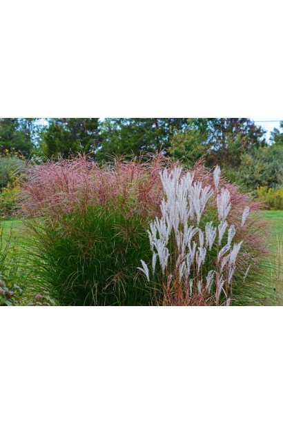 Китайський очерет Gracillimus