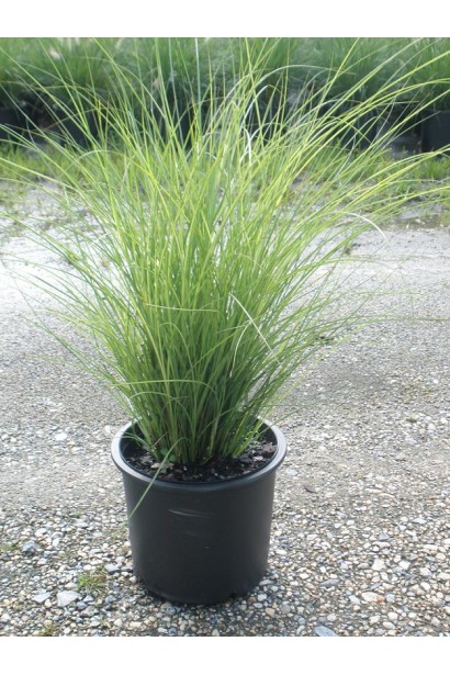 Miscanthus sinensis Gracillimus