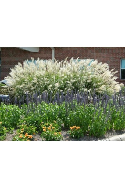 Міскантус Grosse Fontane ландшафтний дизайн