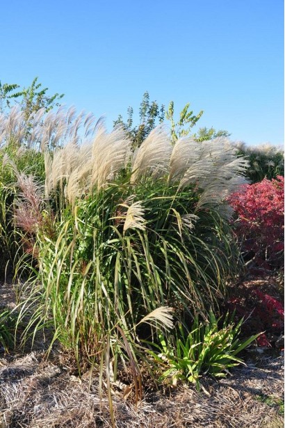 Китайська срібляста трава Гросс Фонтан