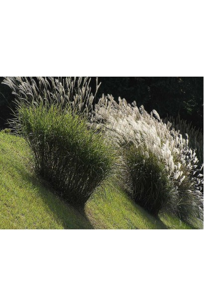 Міскантус китайський Гросс Фонтан