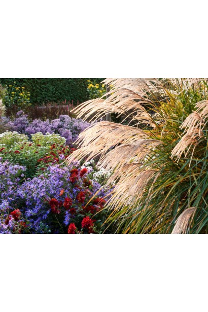 Miscanthus sinensis Grosse Fontane