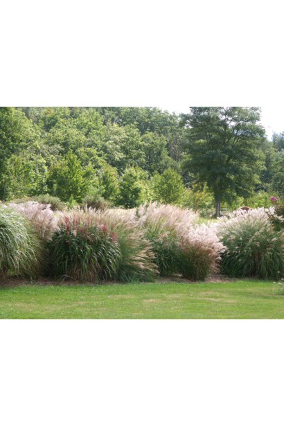 Міскантус китайський Гросс Фонтан в ландшафті