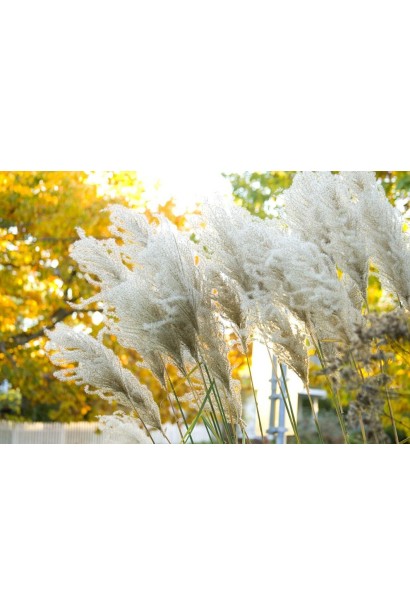 Міскантус  Гросс Фонтан довгі сріблясті волоті