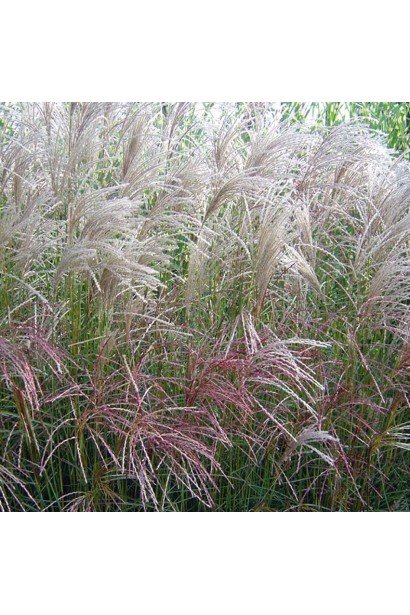 Китайський очерет Гросс Фонтан