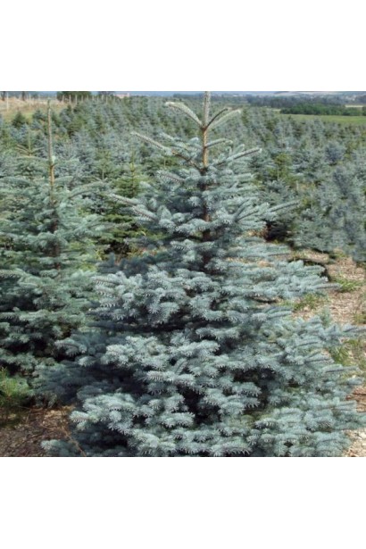 Ялина колюча Супер Синій Саджанець