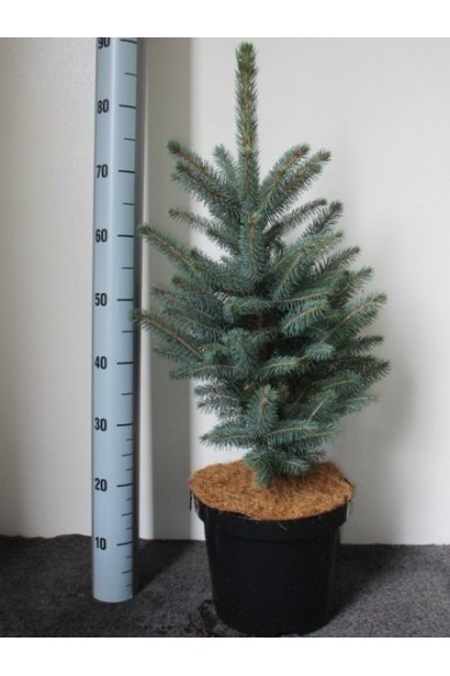 Ялина Супер Блю Сідлінг контейнер 3 л