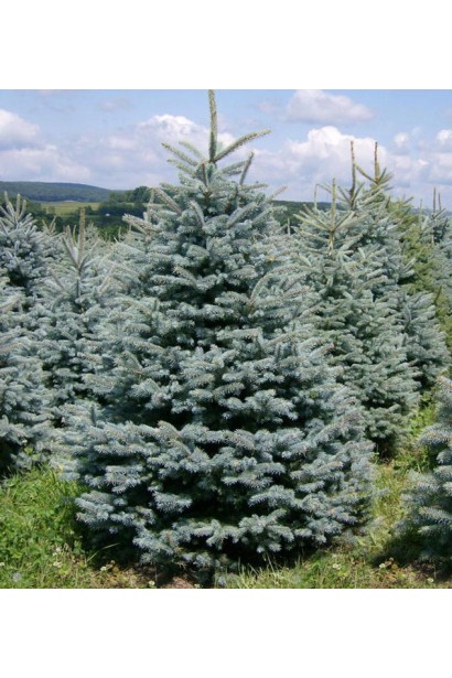 Ялина колюча Super Blue Seedling 