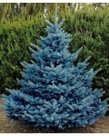 Ялина колюча блакитна Супер Блю Сідлінг / СБС | Ель колючая голубая Супер Блю Сидлинг / СБС | Picea pungens Super Blue Seedling / SBS