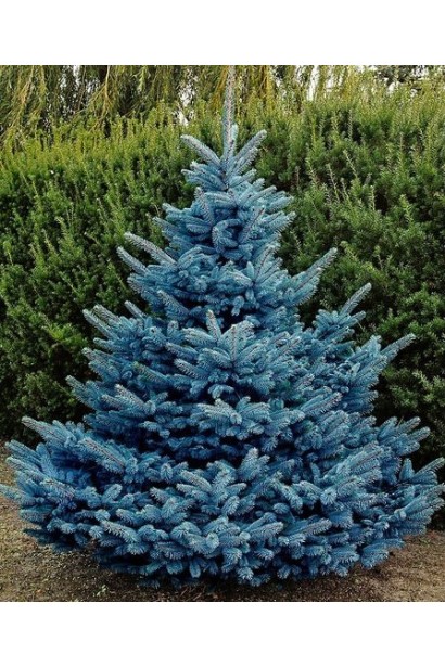 Ялина блакитна Super Blue Seedling