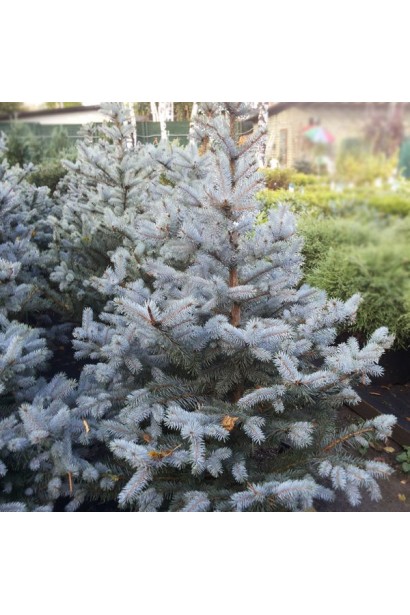  Picea pungens Super Blue Seedling / SBS