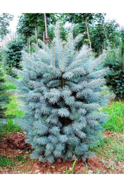 Ялина колюча блакитна Супер Блю Сідлінг / СБС 