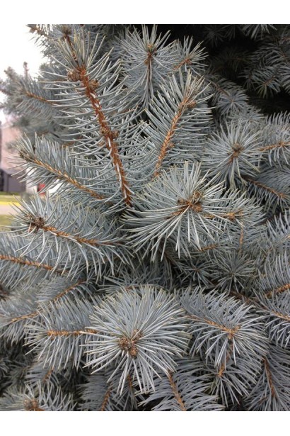 Ялина Супер Блю Сідлінг жорстка сизо-блакитна хвоя