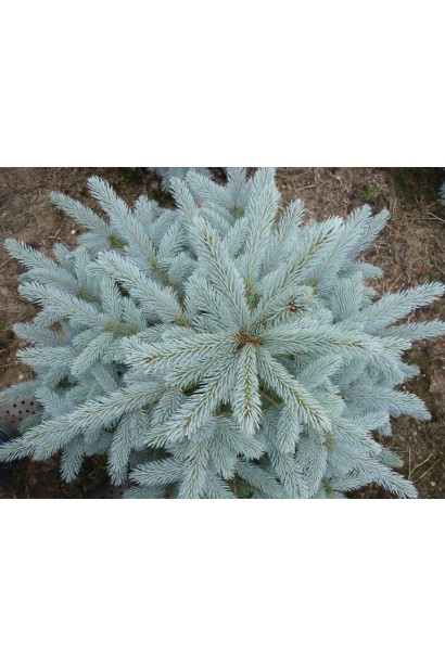 Ялина блакитна Супер Блю Сідлінг 