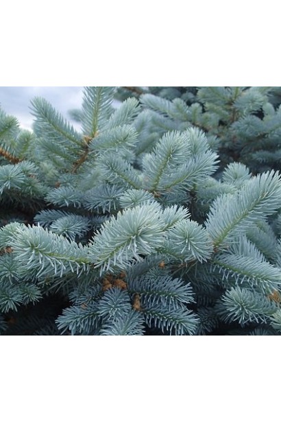 Ялина Супер Блю Сідлінг блакитна хвоя