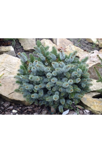 Ель ситхинская Нана | Ялина ситхінська Нана | Picea sitchensis Nana