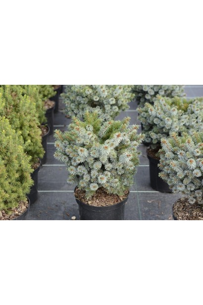 Ель ситхинская Нана | Ялина ситхінська Нана | Picea sitchensis Nana