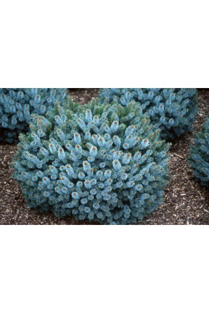 Ель ситхинская Нана | Ялина ситхінська Нана | Picea sitchensis Nana