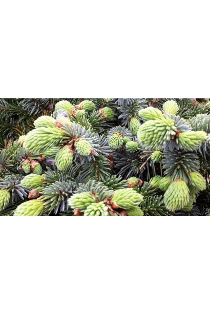 Ель ситхинская Нана | Ялина ситхінська Нана | Picea sitchensis Nana