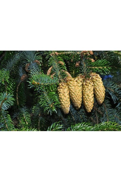 Ель ситхинская Нана | Ялина ситхінська Нана | Picea sitchensis Nana