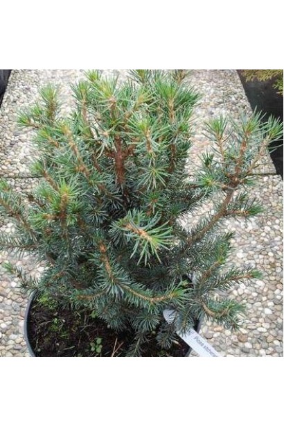 Ель ситхинская Нана | Ялина ситхінська Нана | Picea sitchensis Nana