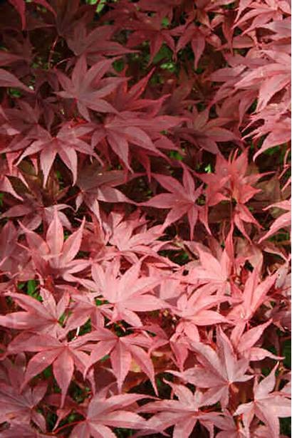 Червоно-рожеве листя клена Бладгуд