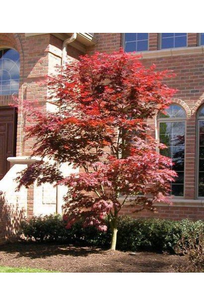 Клен долонеопдібний Бладгуд в ландшафті