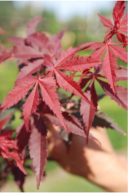 Клен Бладгуд пальчате червоне листя