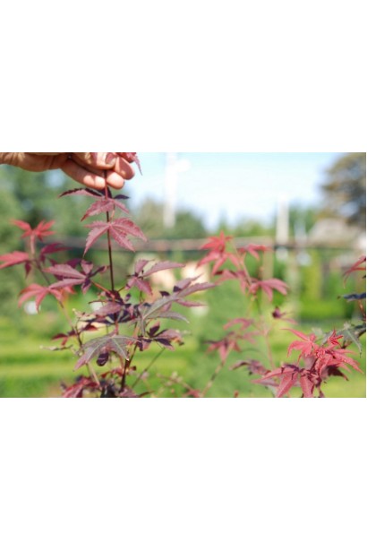 Клен червонолистий Бладгуд