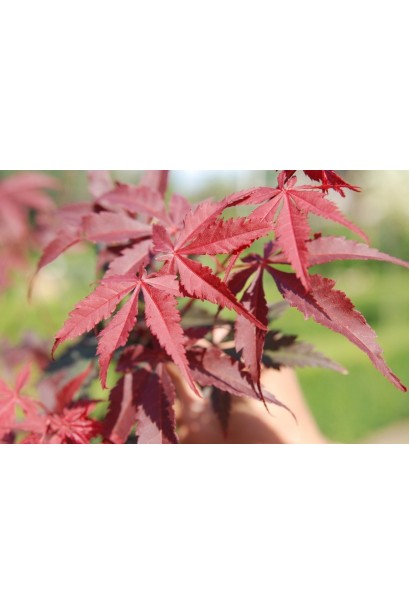 Клен японський Бладгуд