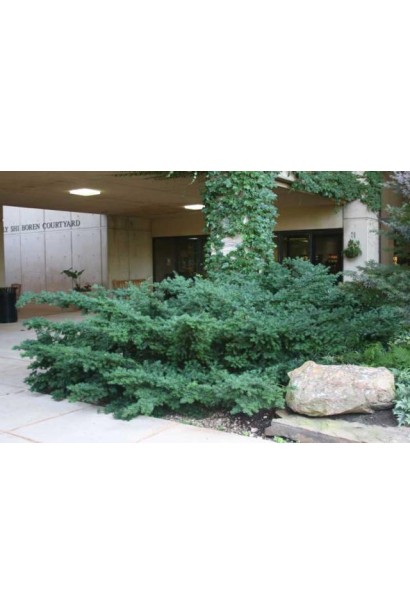 Вічнозелений тис Репанденс для ґрунтопокривного озеленення.