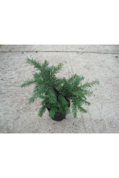 Тис ягідний Репанденс в контейнері