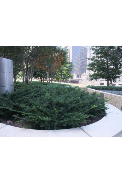 Тис ягідний Репанденс для композицій у тіні.