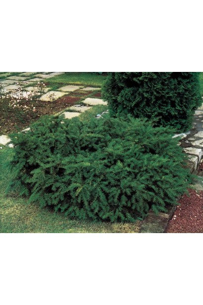 Тис Репанденс із густою, темно-зеленою хвоєю.