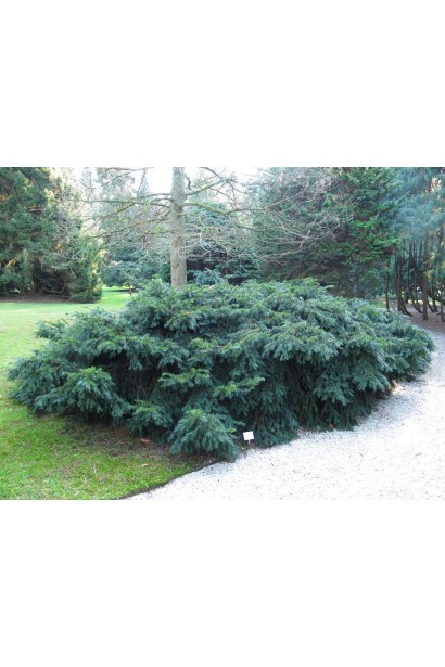 Тис ягідний Репанденс із розлогою формою.