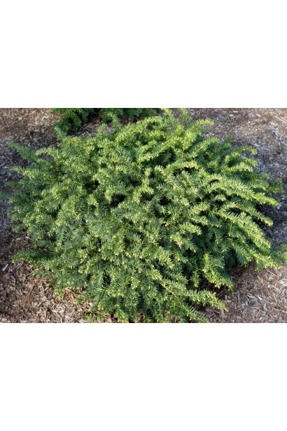 Широкий тис Репанденс із м’якою текстурою хвої.