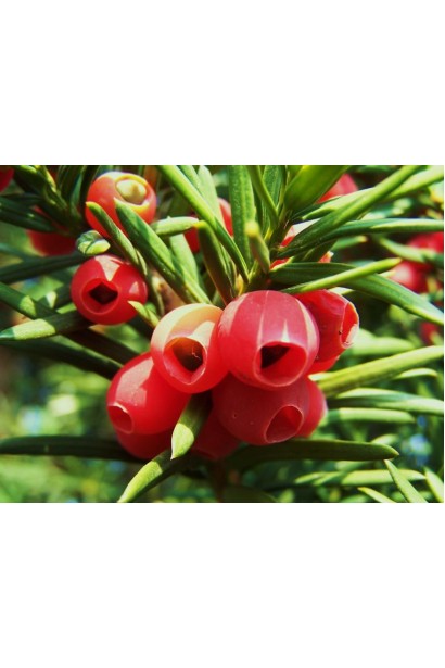 Тис Репанденс ягоди