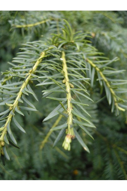 Тис ягідний Репанденс  хвоя