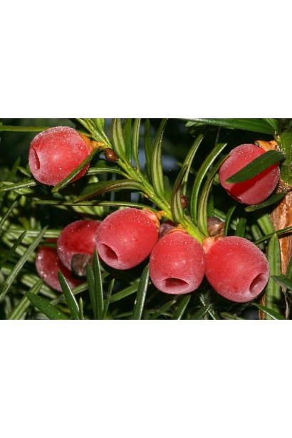 Тис ягідний Репанденс 