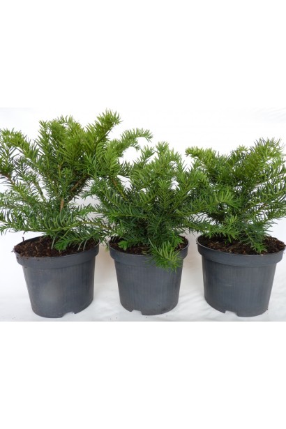 Тис ягідний Репанденс в контейнері