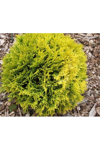 Туя Даніка Ауреа із сяючим золотистим відтінком.