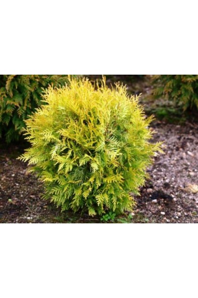 Туя Даніка Ауреа із щільною кулястою формою.