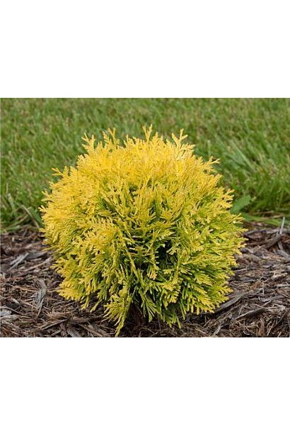 Вічнозелена туя Даніка Ауреа з яскравою хвоєю.