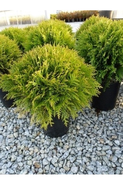 Туя Даніка Ауреа в контейнері з округлою кроною.