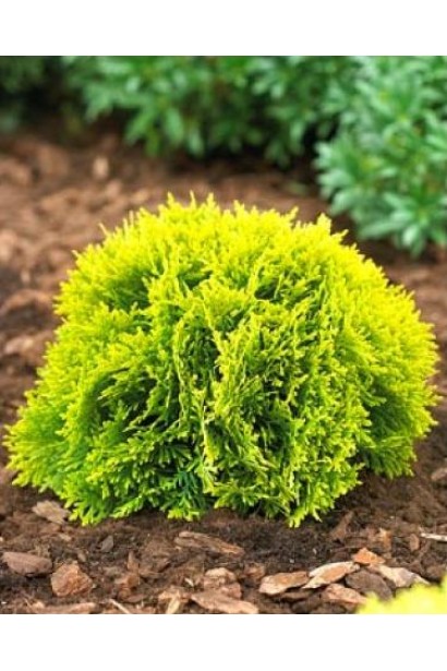 Золотиста туя Даніка Ауреа в саду.