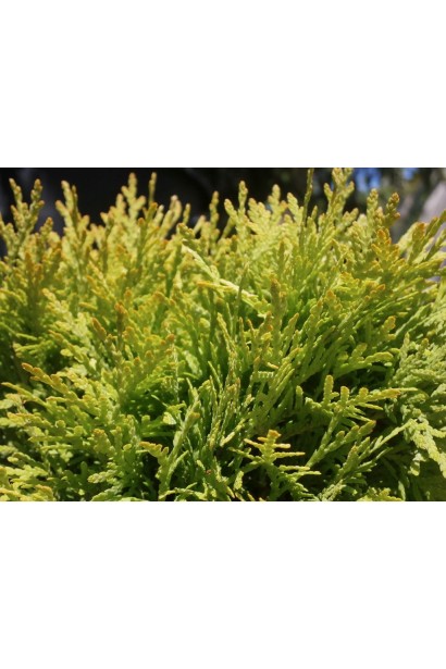 Золотисто-зелена хвоя туї Даніка Ауреа.