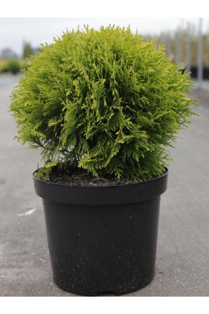 Компактна туя Даніка Ауреа для клумб.
