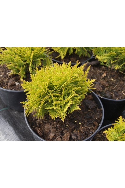 Туя західна Даніка Ауреа 