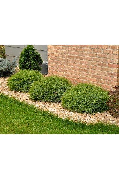 Туя Мистер Боулинг Болли для создания зеленых акцентов.